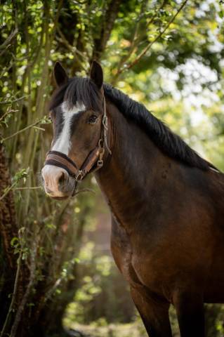 Poney de sport new forest