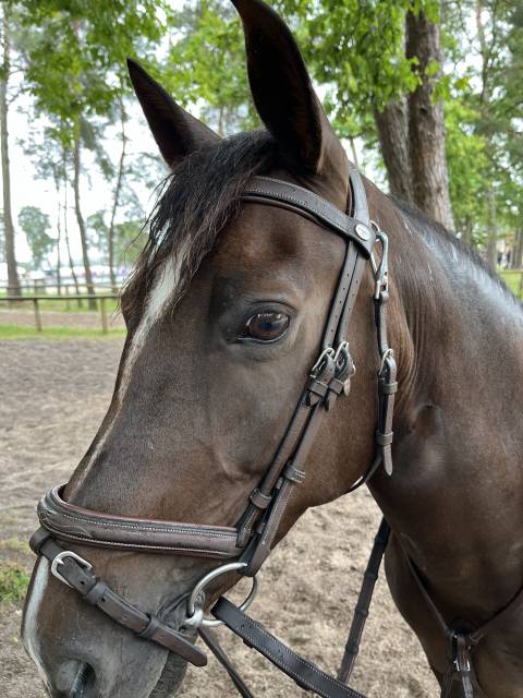 ベルノドー / Les Coqueris 36 mois d'elevage Kupidon Millenium PFS 5ans (960537) | Acheter ce cheval