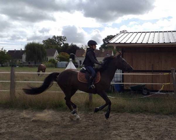 ベルノドー / Les Coqueris 36 mois d'elevage Kupidon Millenium PFS 5ans (960537) | Acheter ce cheval