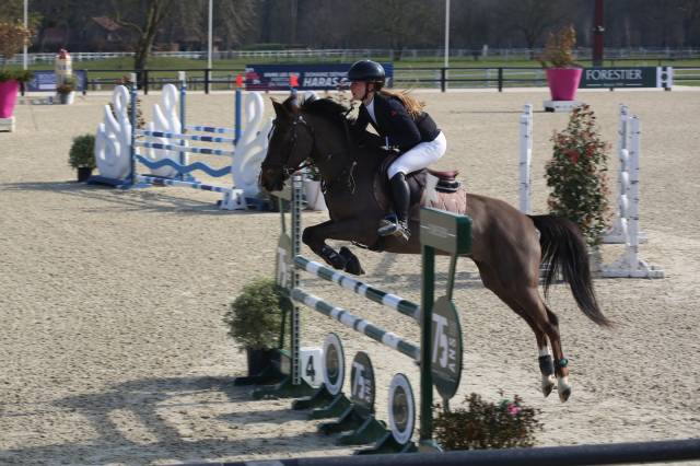 ベルノドー / Les Coqueris 36 mois d'elevage Licol corde CANTER - boucles blanches