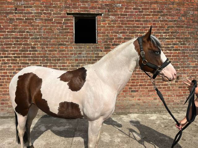 Poney pie
