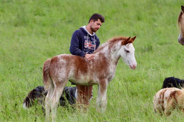 Poulains sport et loisir 