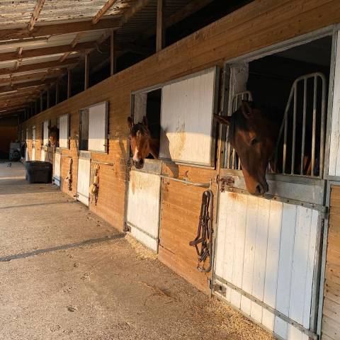 Pension chevaux au cœur du bocage normand. 