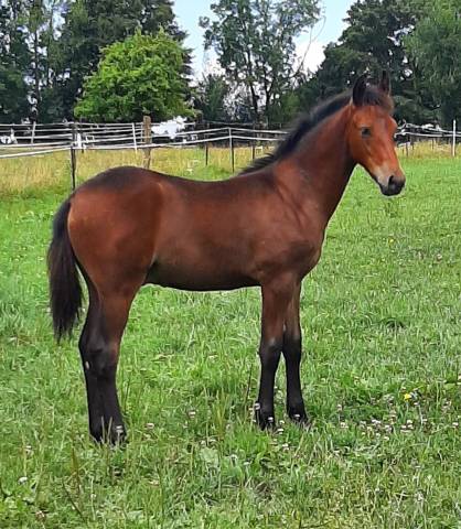 Poulain pfs par movie star tilia