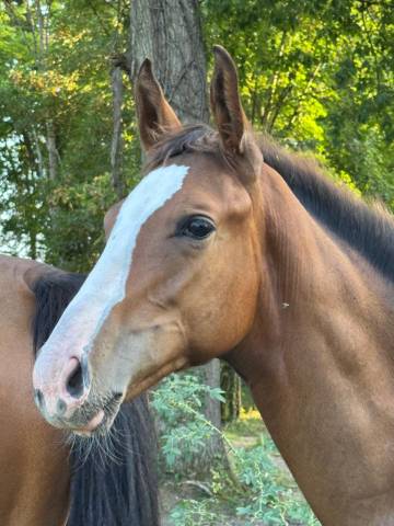 Pharo de la roseraie