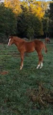 Pépite de la roseraie