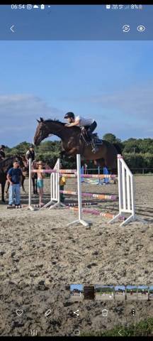 Jument hanovrienne 5 ans