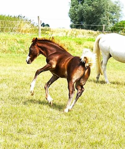 à vendre par goliath van de groenweg x dexter leam pond