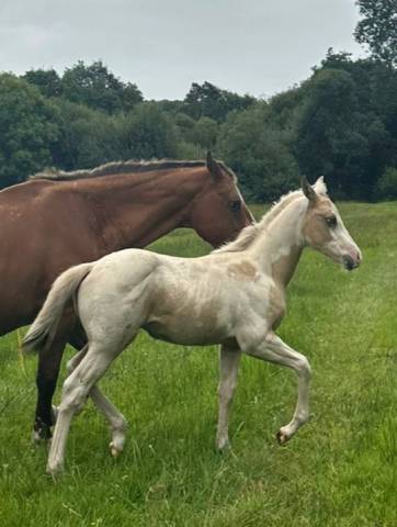 Poulain paint horse x appaloosa 
