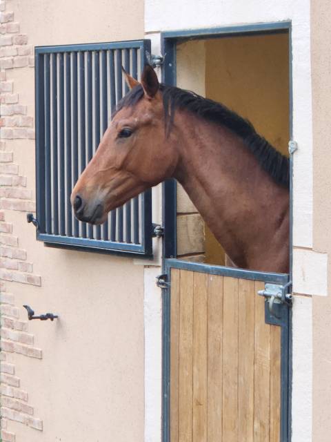Jument selle français de 3 ans