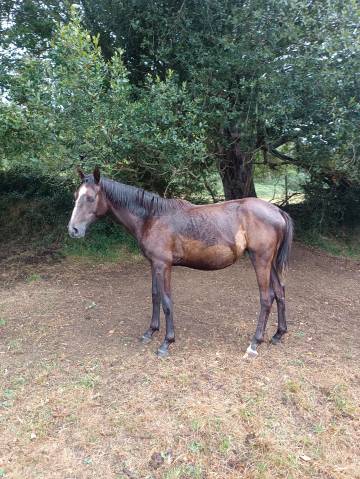 A vendré pouliche árabe 2024