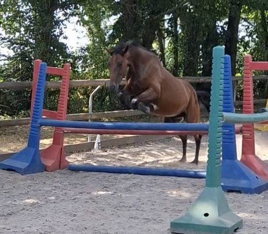 Jument pour loisirs sportif