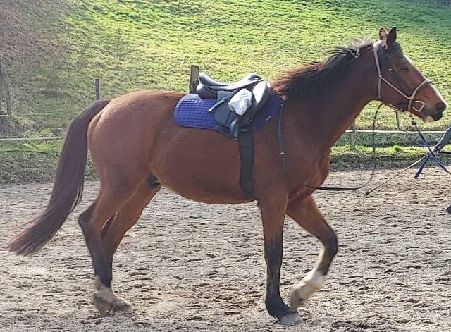 Selle Equip'Horse toute équipée