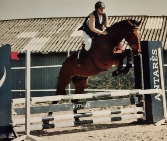 Vends hongre aa 10 ans 