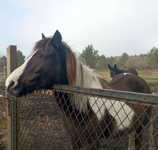 Chevaux Donner Annonces Chevaux Donner Equirodi France Chevaux Donner Annonces Chevaux Donner Equirodi France