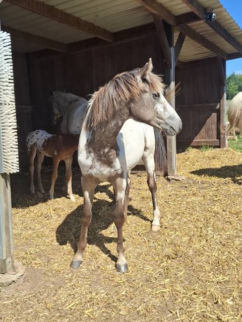 Pouliche pp rbp (croisée appaloosa fondation)