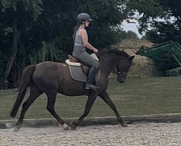 Ponette d orientation dressage - complet