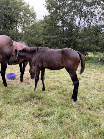 Mâle selle français originel