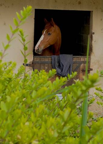Hongre 6ans amateur 1/elite