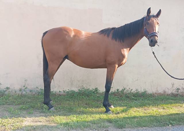 Femelle 9ans oc 165 cm