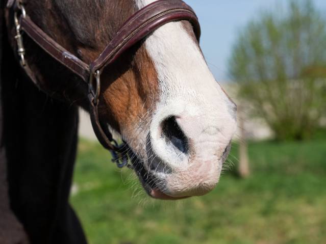 Protection solaire Natural'Sun - Natural'Innov - Lotion 250 ml