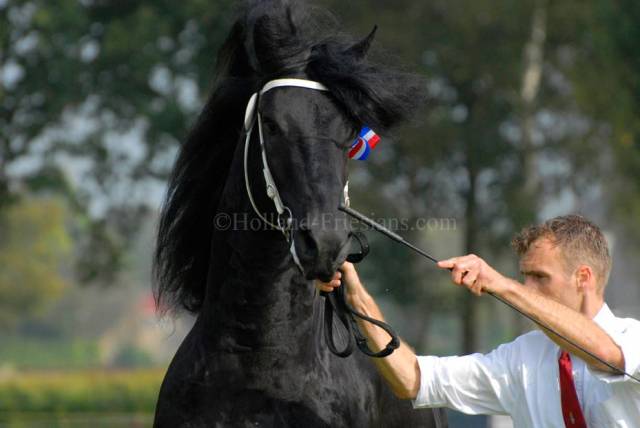 Jip van schafer  : etalon frison