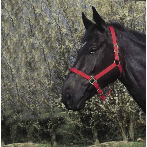 Licol nylon - Riding World - Confort réglable
