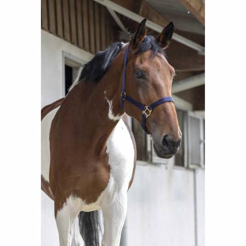 Licol nylon - Riding World - Confort réglable