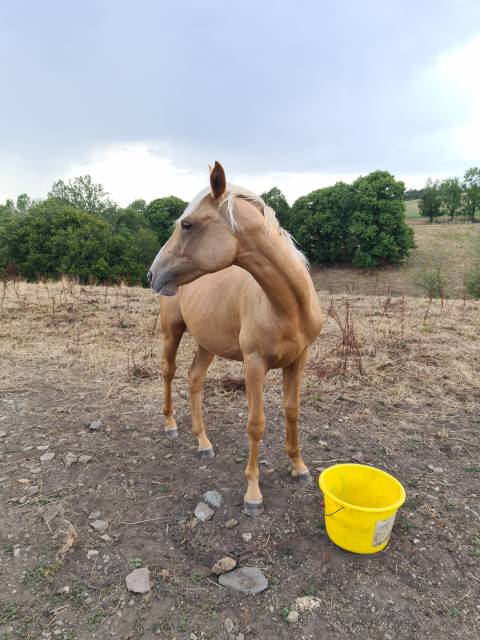 Poulain aes palomino