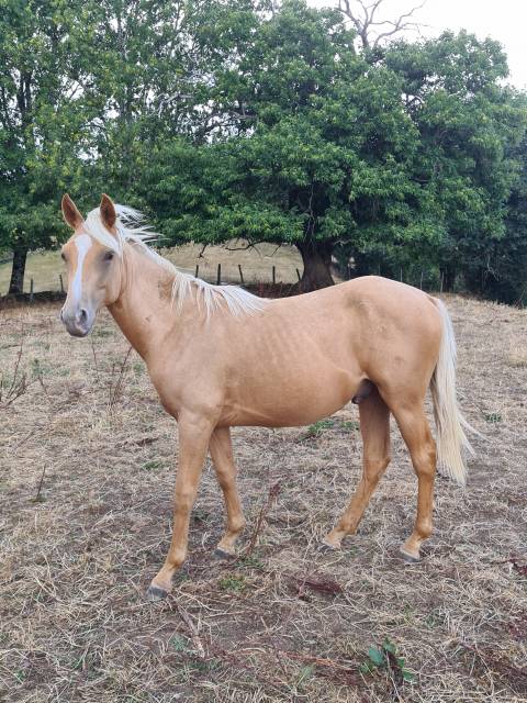 Poulain aes palomino