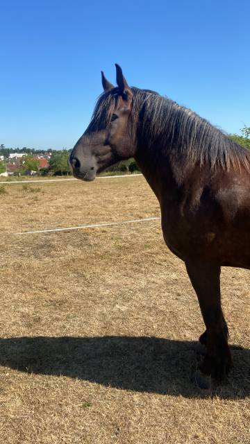 khiara, trait breton de 5 ans