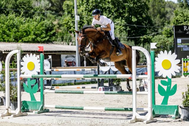 Hongre zangersheide de 10 ans à vendre