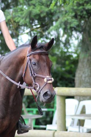 Filet équipe havane 