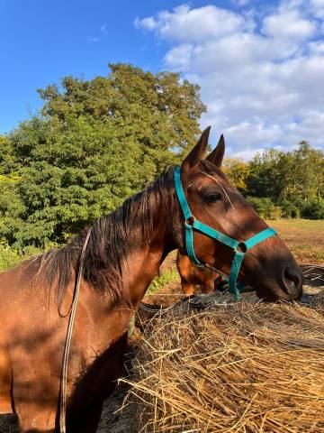 Hongre pp trotteur 5 ans