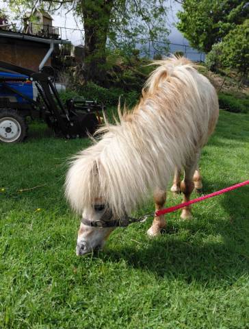 Shetland, étalon 5 ans