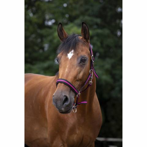 Licol NORTON - Doublé néoprène