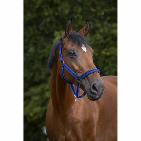 Licol NORTON - Doublé néoprène