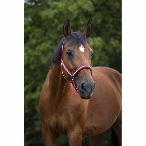 Licol NORTON - Doublé néoprène