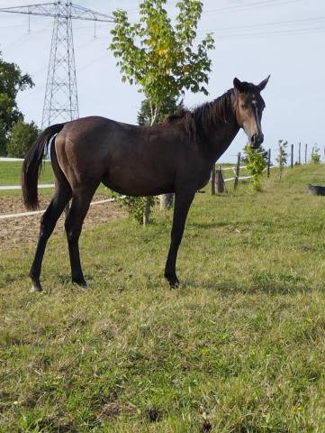Pouliche aa pour prestige kalone (souche du château)