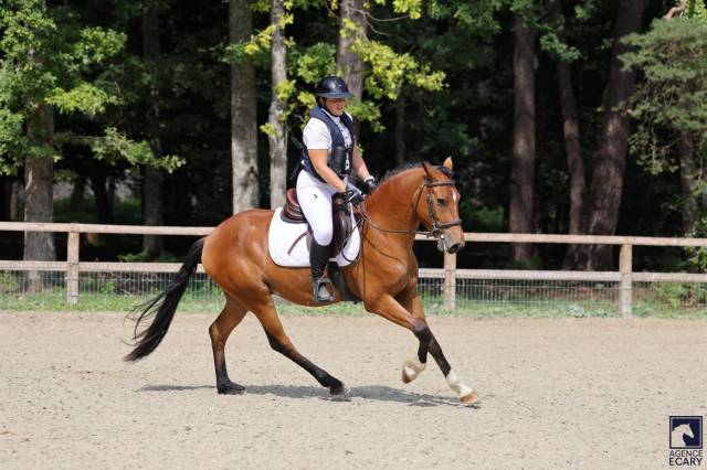 Hongre new forest 3 ans hors côte