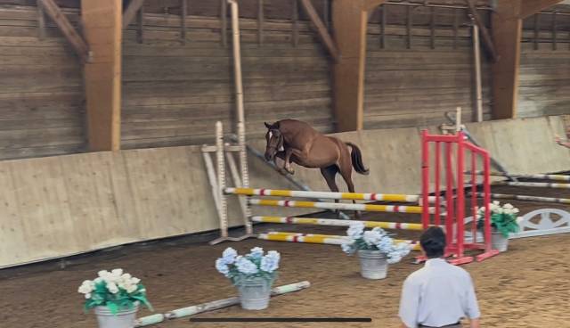 Welsh part bred femelle née en 2023
