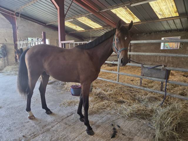 Mâle 2 ans