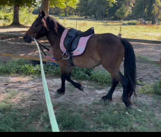 Poney b pour famille ou poney club