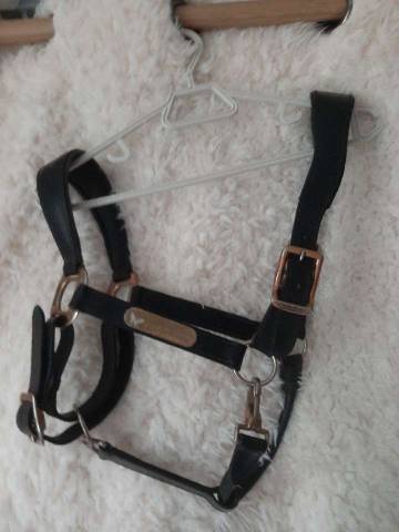 Licol en cuir 