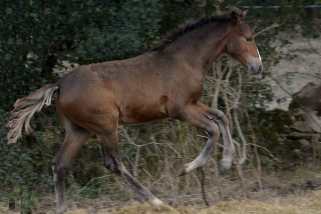 magnifique poulain new forest  de croisement