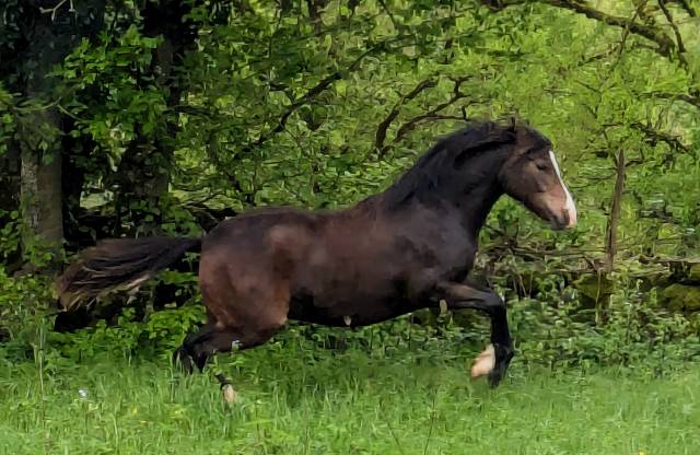  magnifique jument new forest  de croisement 