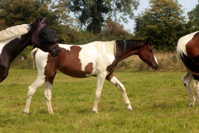 Pouliche sport pie origines sf