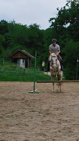 ? recherche emploi – palefrenier soigneur