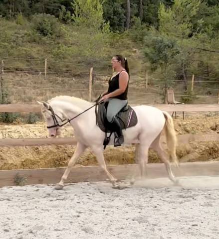 Hongre espagnol 3ans cremello