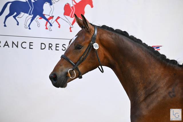 Hongre 2 ans dressage
